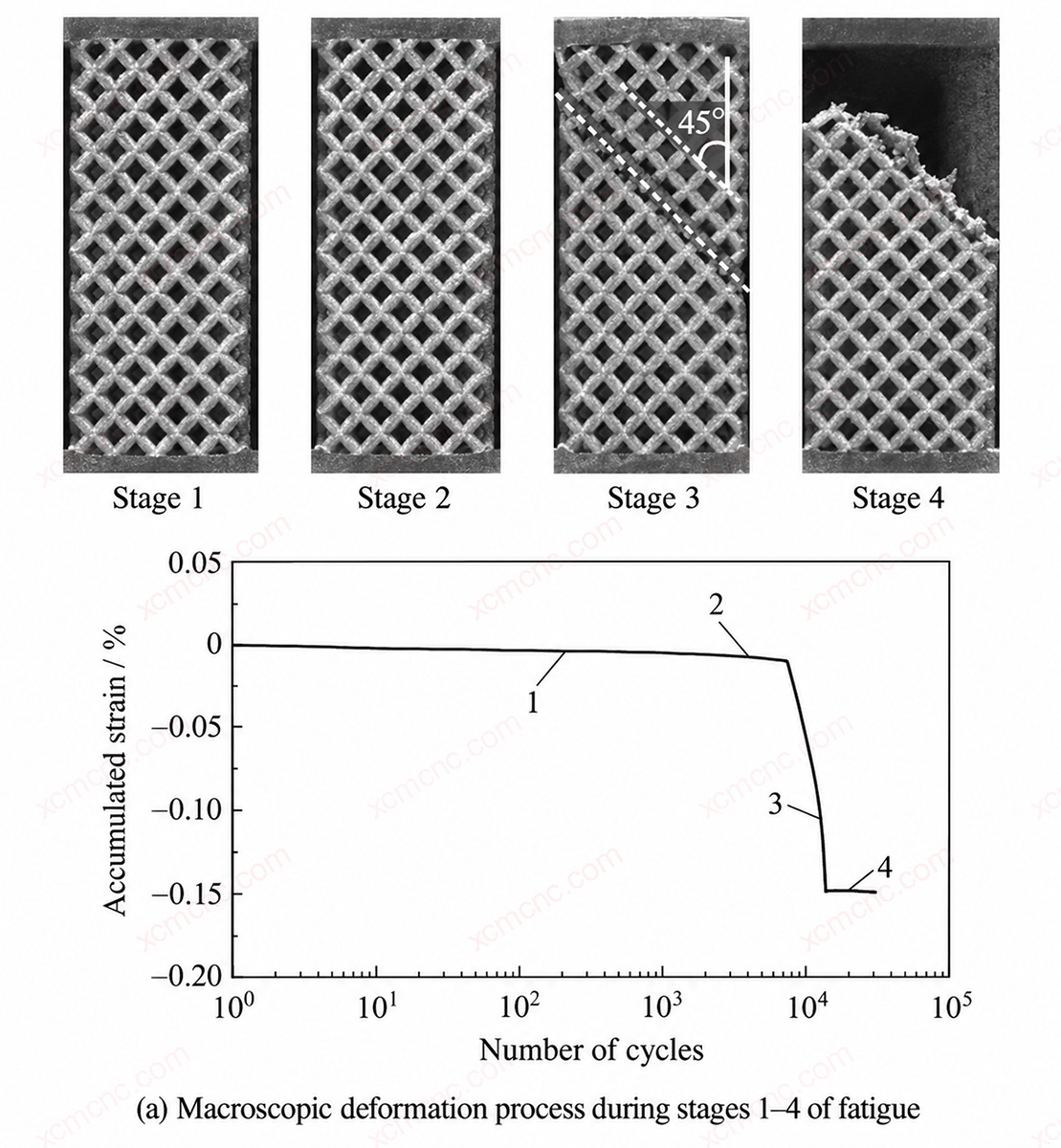Macroscopic Deformation During Four Fatigue Stages